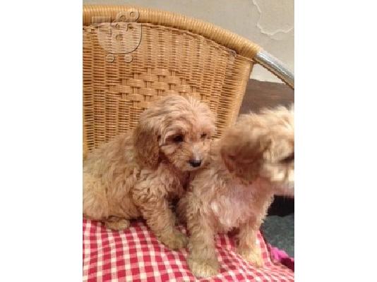 PoulaTo: υπέροχη κουτάβια Cavapoo